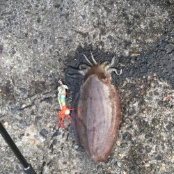 ありがたい！狙いと違う！大物が。