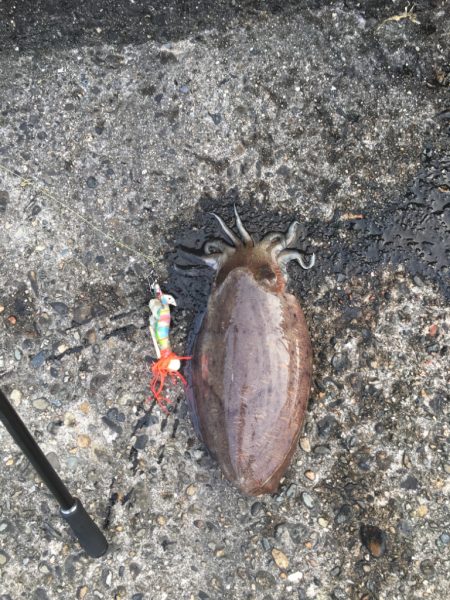 ありがたい！狙いと違う！大物が。