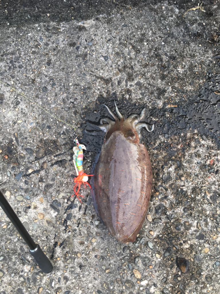 ありがたい!狙いと違う!大物が。