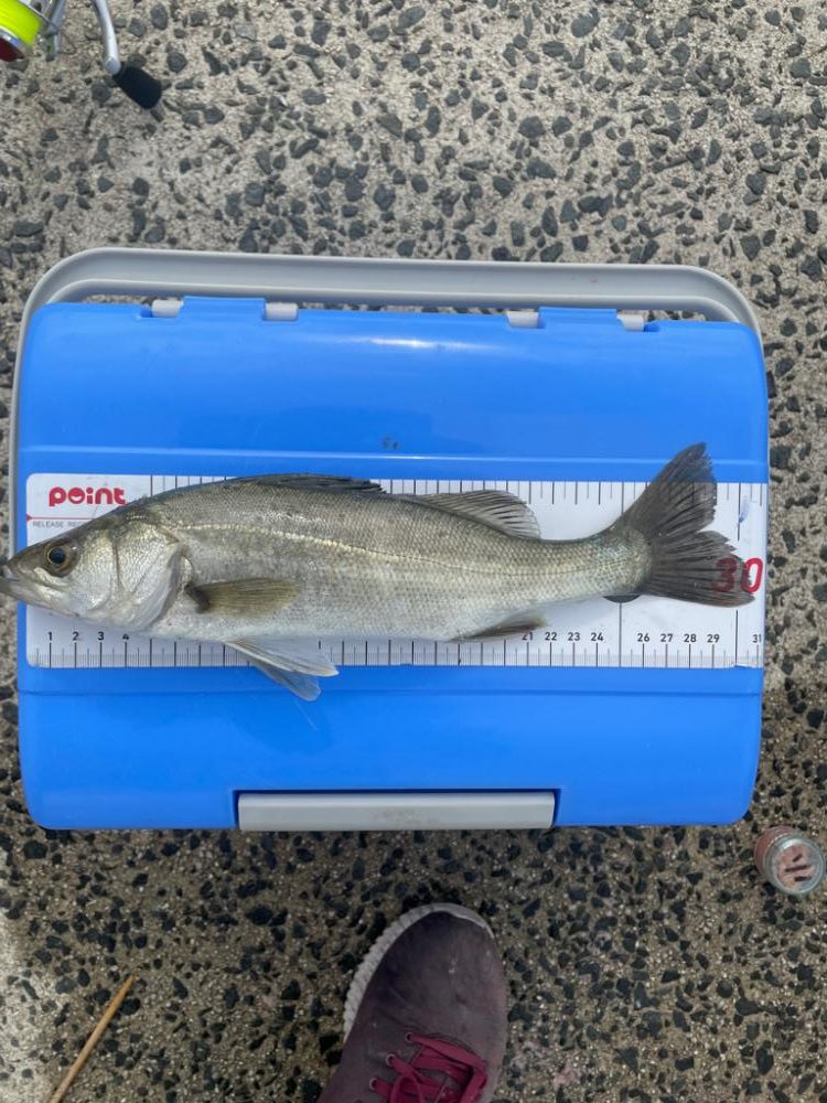 島根県　初、遠投サビキ。