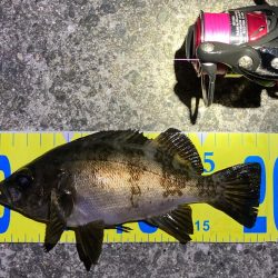 梅雨明けメバリング