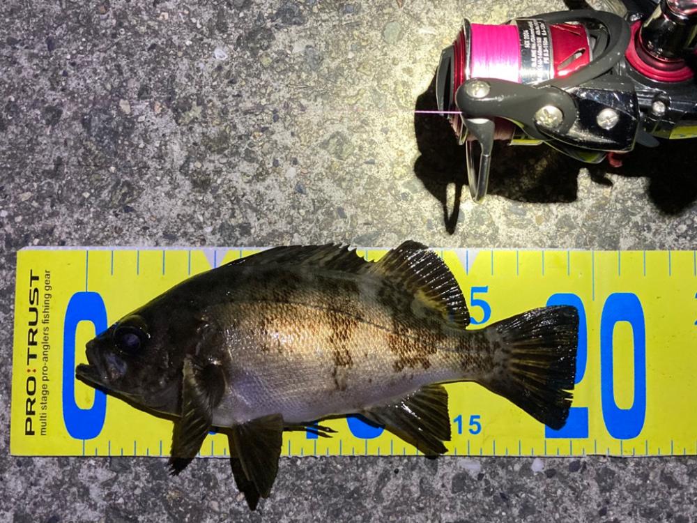 梅雨明けメバリング