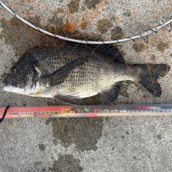 いつもの場所で、いつものフカセ釣り！