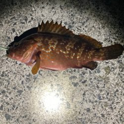 太刀魚不発