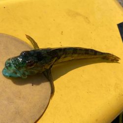 底魚釣れない！