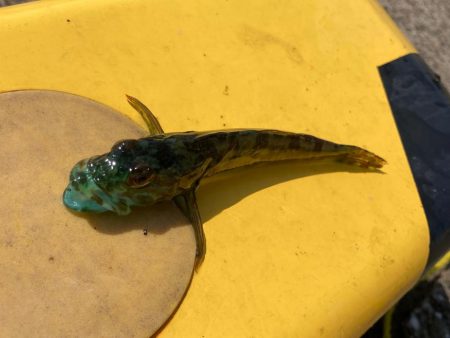 底魚釣れない！