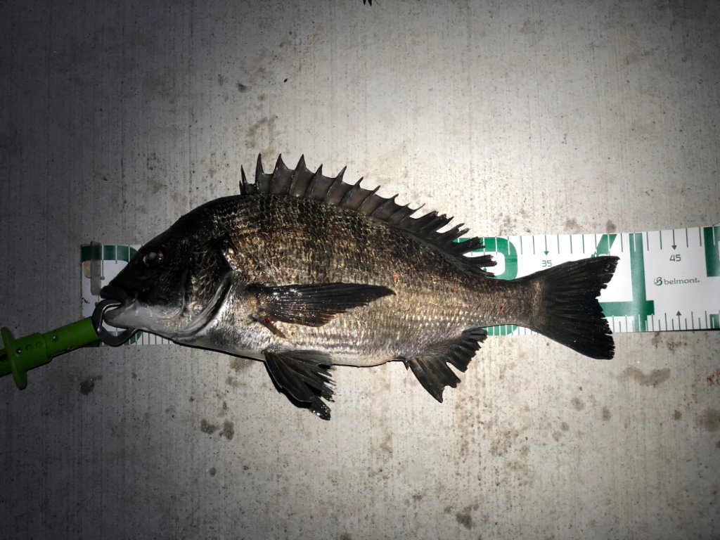 チヌ ヘチ落とし込み