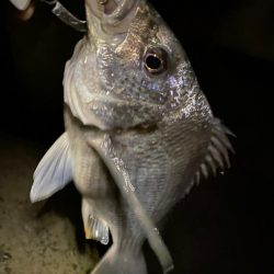 ナイトチニング 　満潮時は怖い