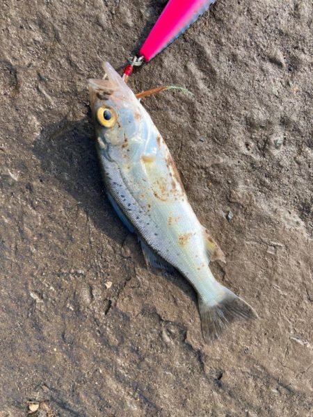 チニングからのキスっニング