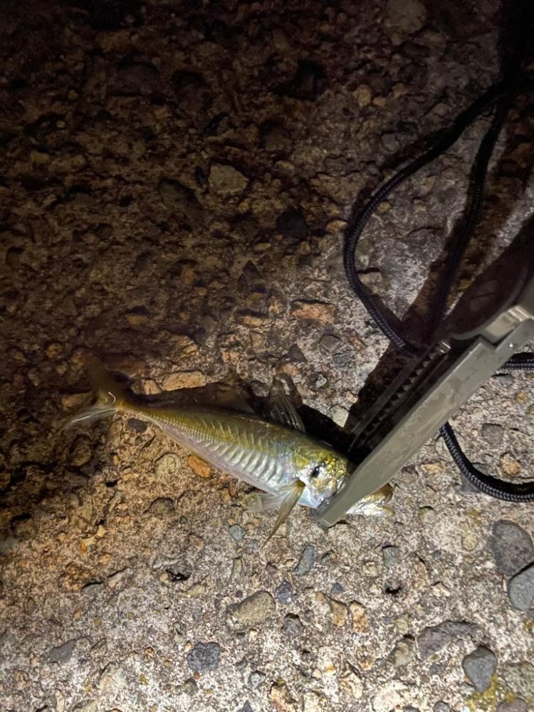 ナイトアジング