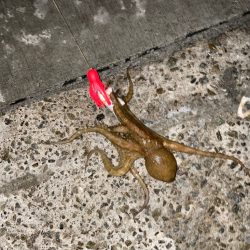 タコ釣り