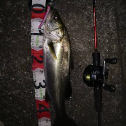 大和川シーバス