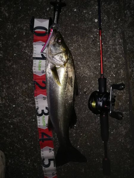 大和川シーバス