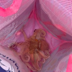 明石タコ　釣果は朝に集中