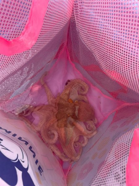 明石タコ　釣果は朝に集中