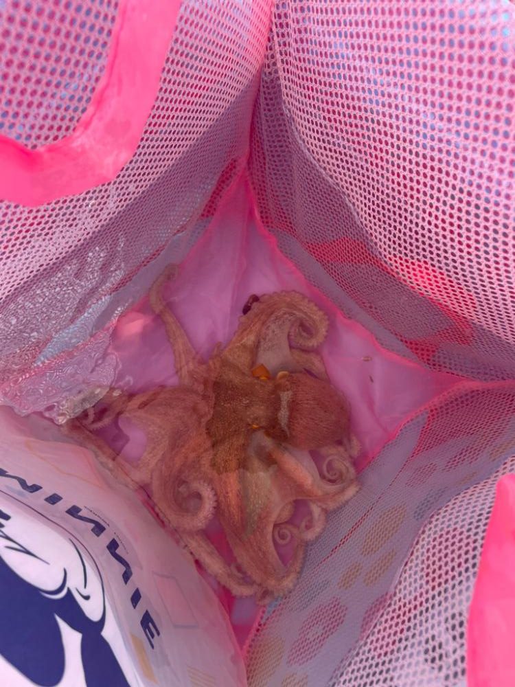 明石タコ　釣果は朝に集中