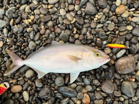 今日もただ巻きショアジギング♪