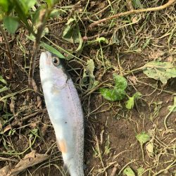 原点にして頂点の淡水の釣りに癒される