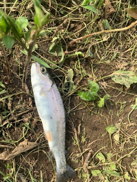 原点にして頂点の淡水の釣りに癒される