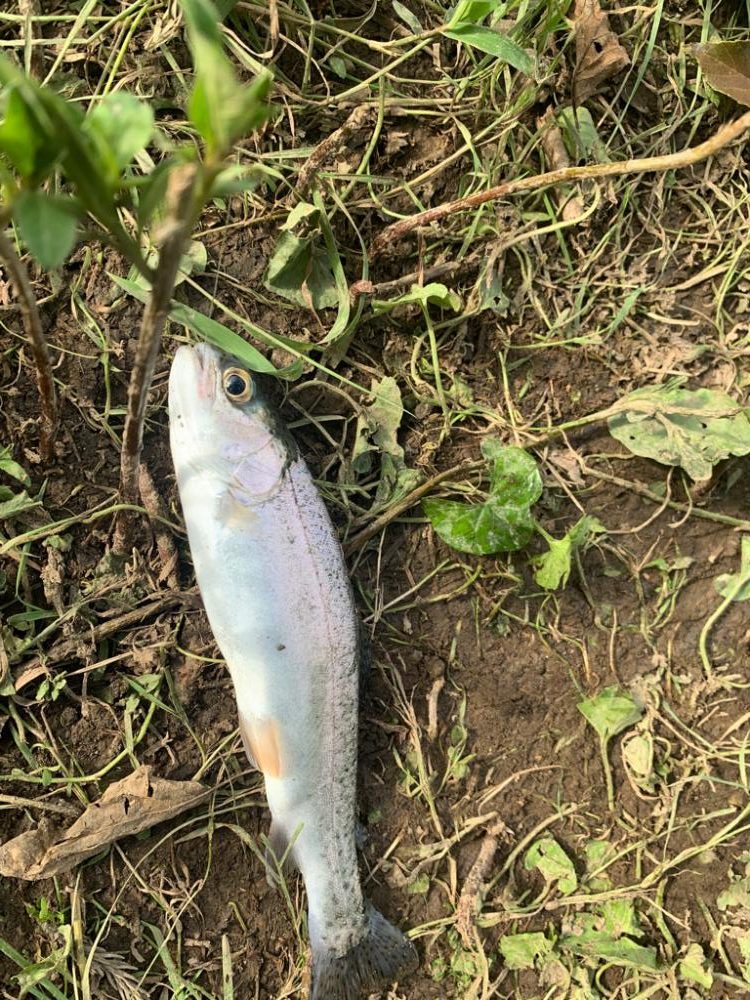 原点にして頂点の淡水の釣りに癒される