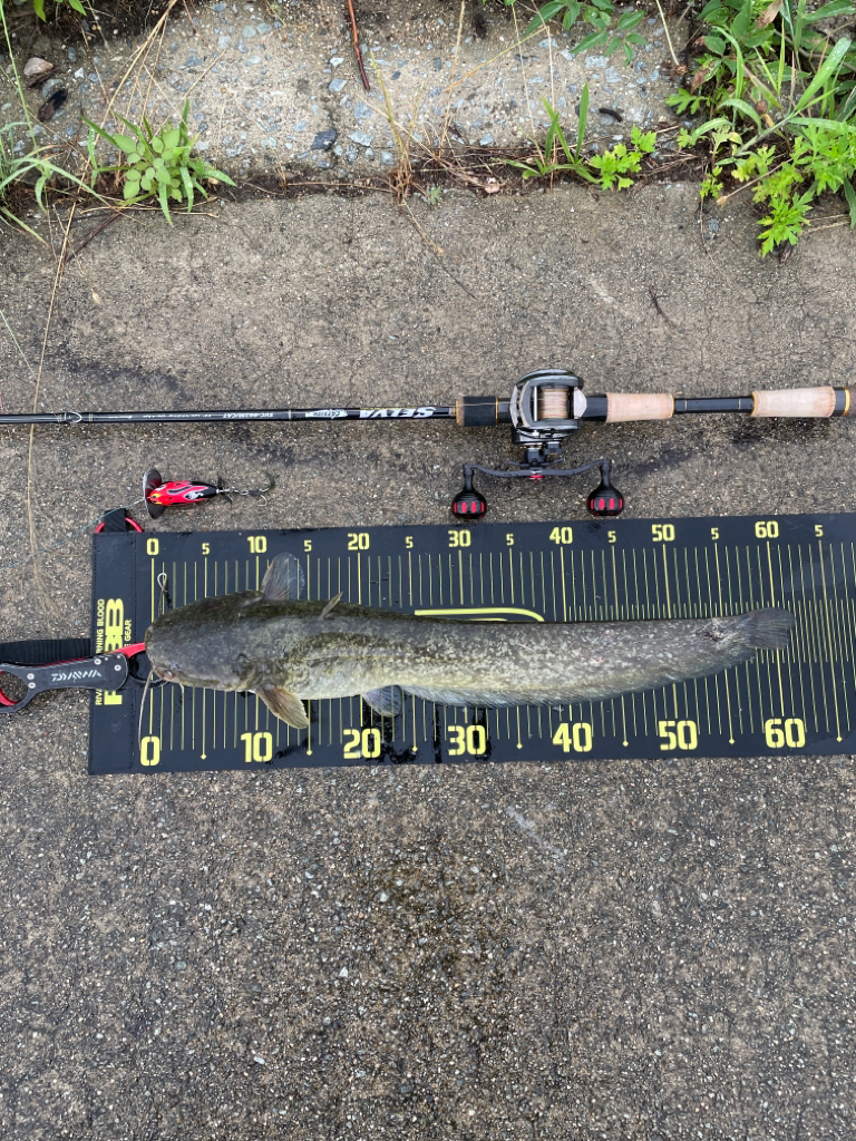 早朝からデイナマ