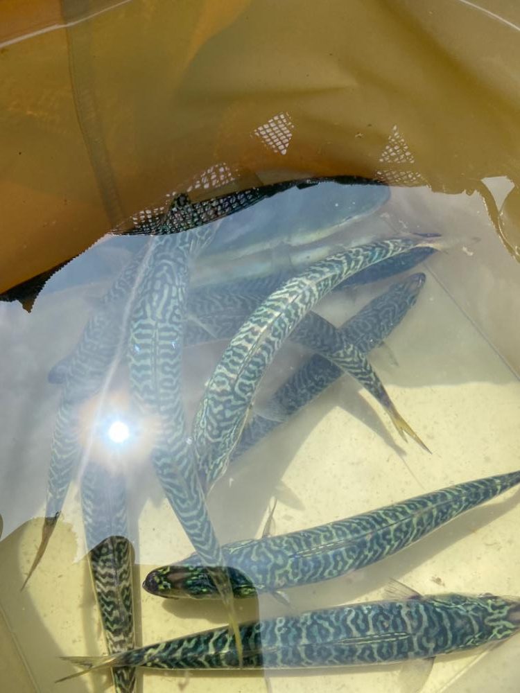 アジングだったけど、、