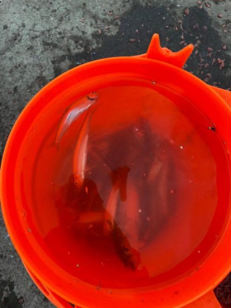 北海道チカ釣り！