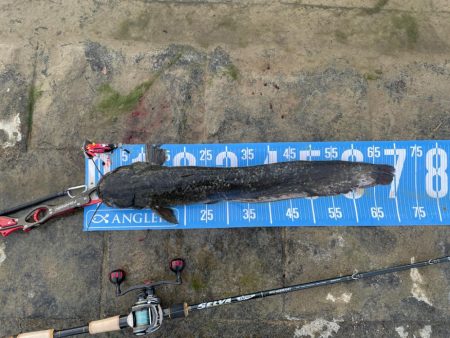 夕方にサイトナマズ