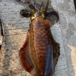 夏イカリベンジd(^_^o)でもちょと小さ…