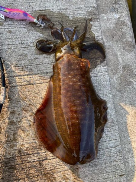 夏イカリベンジd(^_^o)でもちょと小さ…