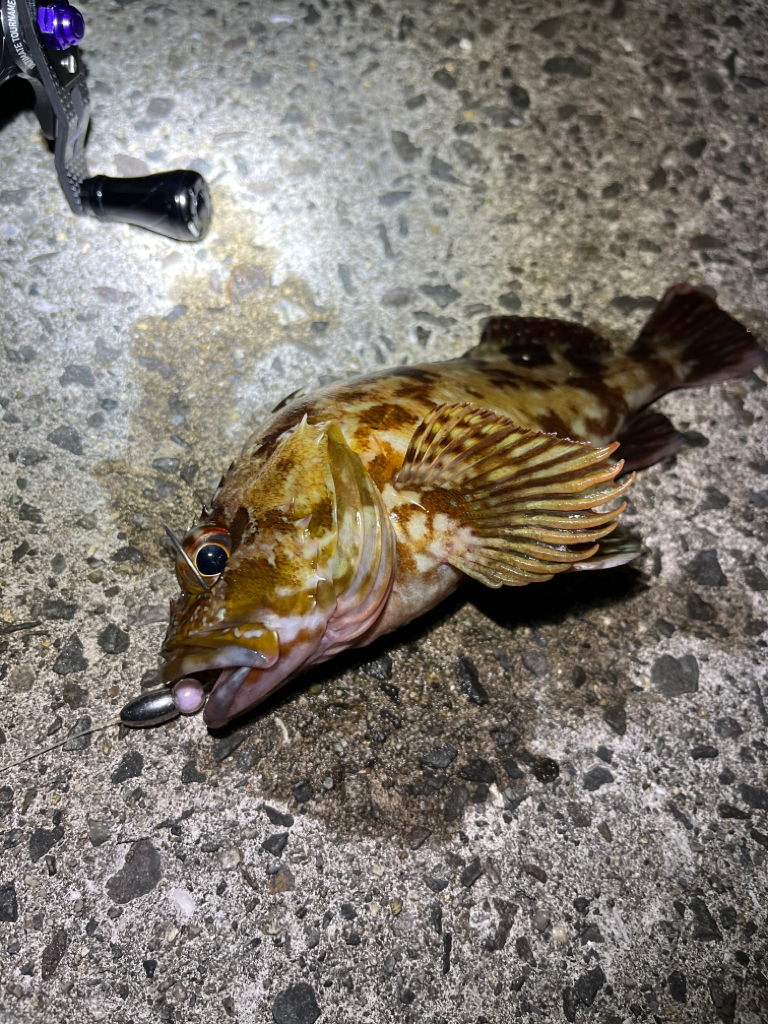 アコウ狙いも・・・