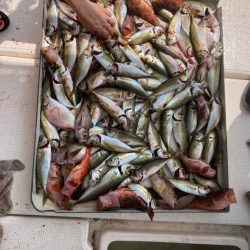 オフショア五目2022初