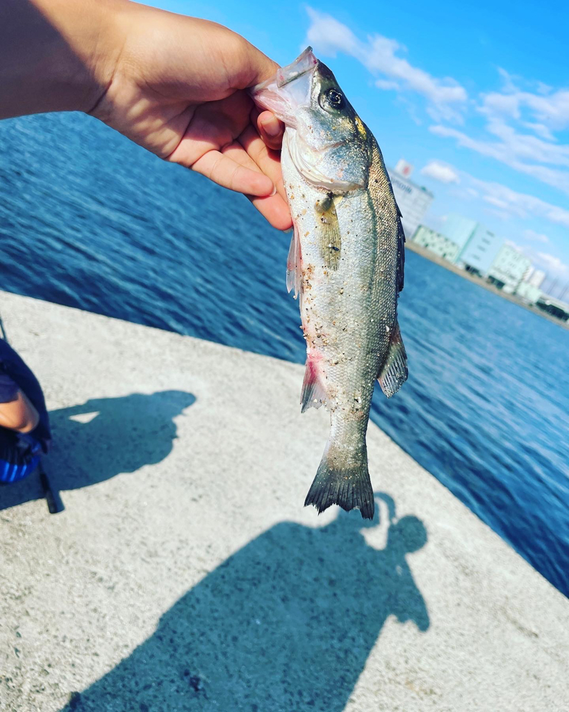 キスとシーバス