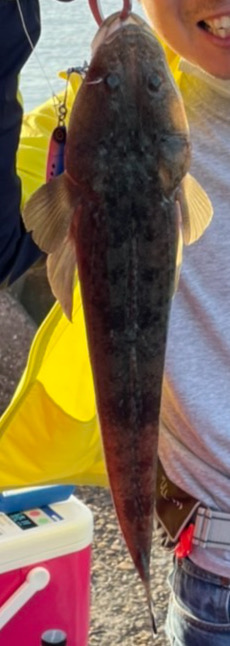 初めての海釣りでの釣果「マゴチ」