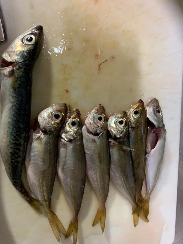 豆アジング初成功！