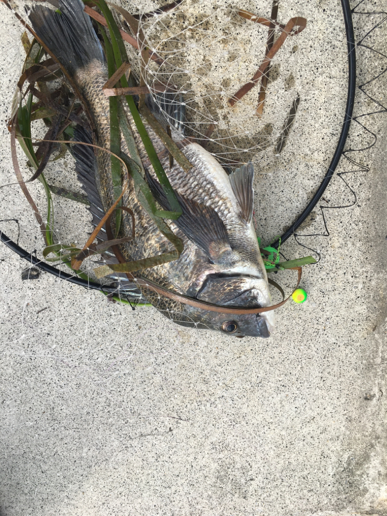 久しぶりのシュアタイラバ