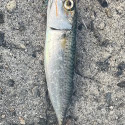 さすがに、、、