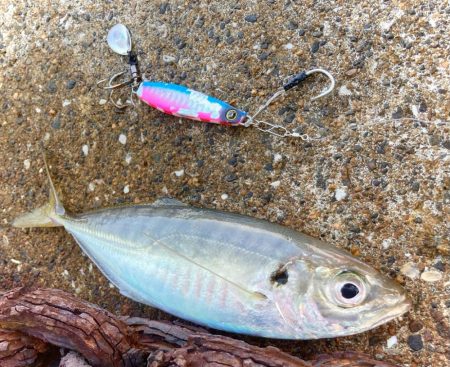 マキマキ＋ジグサビキで美味しいアジゲットに…