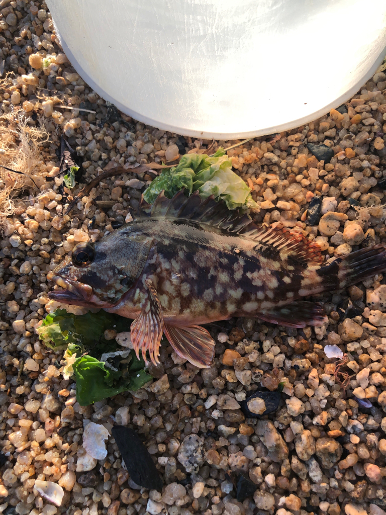 ちょい投げでフグ皆無で安心