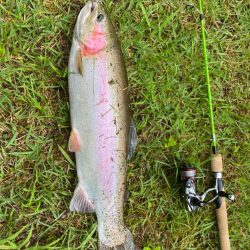 エリアトラウト