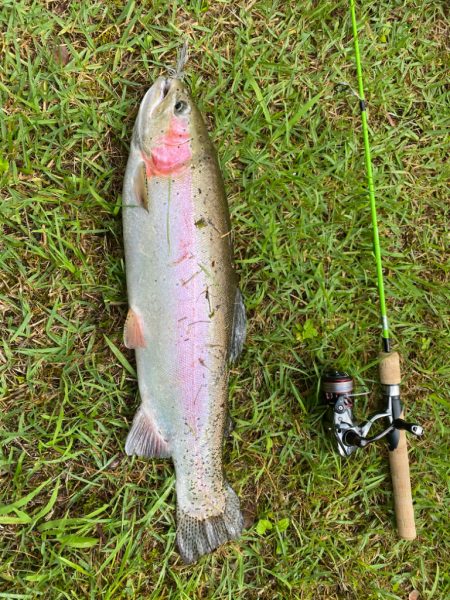 エリアトラウト