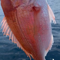 マイボートでアマダイ釣り