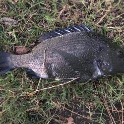 ハゼクラにチヌが