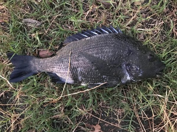 ハゼクラにチヌが