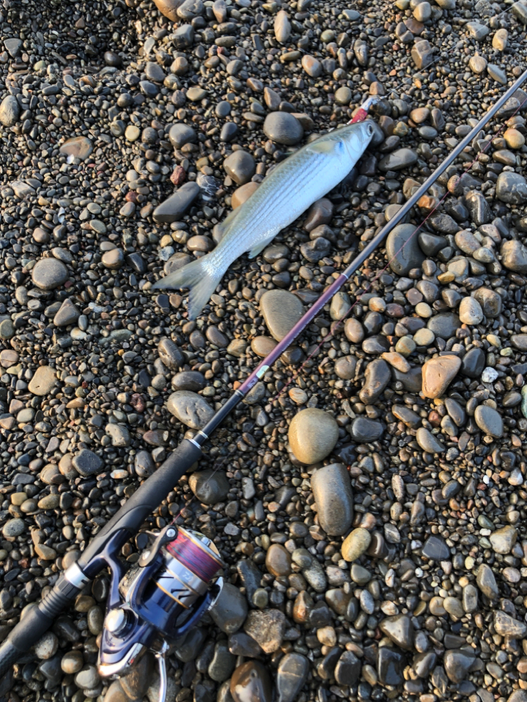 浜でシオ。ボイル多数