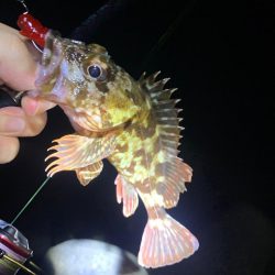 ロックフィッシュ