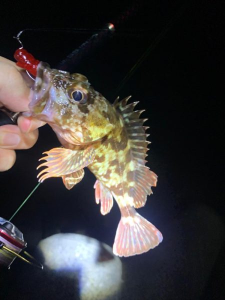 ロックフィッシュ