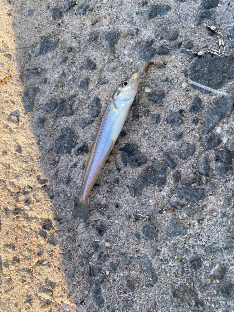 ちょい投げでキス