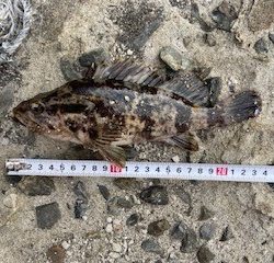 タケノコメバルの穴釣り