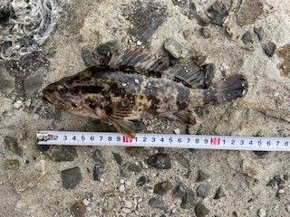 タケノコメバルの穴釣り